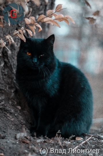 Портрет уличного кота